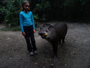 Antonio le tapir